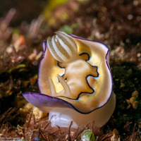 Goniobranchus coi (Co's Chromodoris)