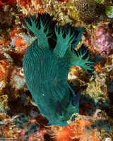 Nembrotha milleri (Miller's Nembrotha)
