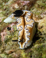 Doriprismatica atromarginata (Dark Margin Glossodoris)