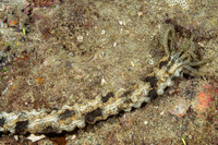 Synapta maculata (Spotted Worm Sea Cucumber)