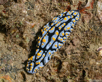 Phyllidia varicosa (Varicose Phyllidia)
