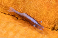 Zenopontonia soror (Sea Star Shrimp)