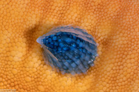 Thyca crystallina (Crystalline Starfish Snail)