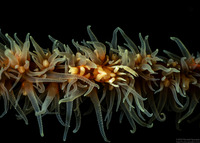 Pontonides ankeri (Barred Wire Coral Shrimp)