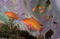 Pseudanthias squamipinnis (Scalefin Anthias)