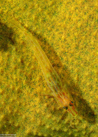 Phyllogobius platycephalops (Flathead Goby)