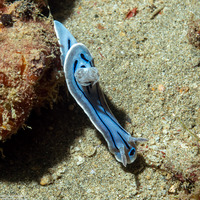 Chromodoris willani (Willan's Chromodoris)