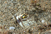Trachinocephalus myops (Snakefish)