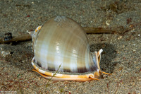 Phalium glaucum (Grey Bonnet)