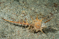Murex ternispina (Tipped Murex)