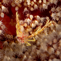 Galathea sp.4 (Galathea sp.4)