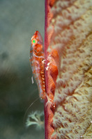 Pleurosicya mossambica (Common Ghostgoby)
