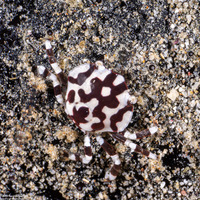 Lissocarcinus orbicularis (Sea Cucumber Crab)