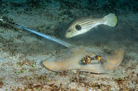 Neotrygon kuhlii (Blue-Spotted Stingray)