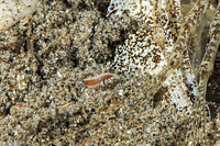 Athanas cf. manticolus (Mantis-Cleaning Athanas)