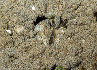 Lysiosquilla maculata (Tiger Mantis)