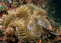 Heteractis crispa (Sebae Anemone)