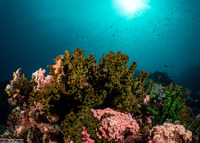 Tubastraea micranthus (Black Sun Coral)