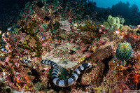 Laticauda colubrina (Banded Sea Krait)