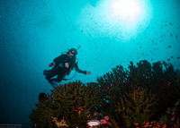 Tubastraea micranthus (Black Sun Coral)
