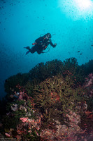 Tubastraea micranthus (Black Sun Coral)