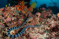 Laticauda colubrina (Banded Sea Krait)