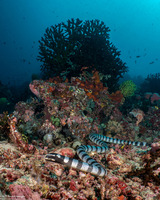 Laticauda colubrina (Banded Sea Krait)