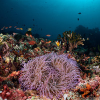 Heteractis crispa (Sebae Anemone)