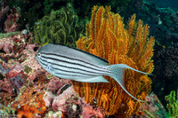 Genicanthus lamarck (Blackstriped Angelfish)