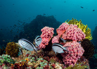 Genicanthus lamarck (Blackstriped Angelfish)