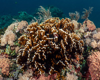 Millepora sp.2 (Plate Fire Coral)