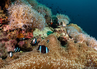 Amphiprion clarkii (Clark's Anemonefish)