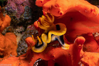Chromodoris joshi (Pumpkin Chromodoris)