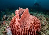 Xestospongia testudinaria (Barrel Sponge)