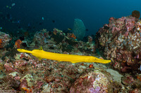 Aulostomus chinensis (Trumpetfish)