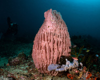 Xestospongia testudinaria (Barrel Sponge)