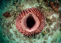 Xestospongia testudinaria (Barrel Sponge)