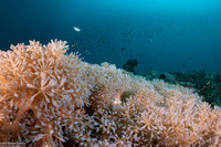 Xenia sp.1 (Xenia sp.1)