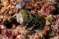 Echidna nebulosa (Snowflake Moray)