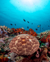 Culcita novaeguineae (Cushion Star)