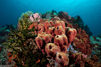 Theonella swinhoei (Brown Tube Sponge)