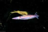 Sthenoteuthis oualaniensis (Purple Back Flying Squid)
