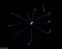 Cerianthus sp.2 (Tube-Dwelling Anemone)