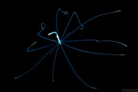 Cerianthus sp.2 (Tube-Dwelling Anemone)