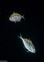 Family Carangidae (Juvenile Jack)