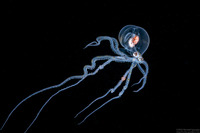 Wunderpus photogenicus (Wunderpus)