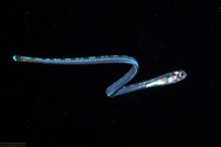 Xiphasia setifer (Snake Blenny)