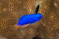 Pomacentrus coelestis (Neon Damsel)