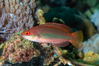 Cirrhilabrus temminckii (Peacock Fairy Wrasse)