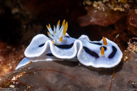 Chromodoris alcalai (Alcala’s Chromodoris)